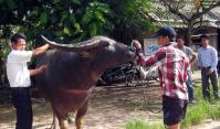 Ảnh Chuẩn bị cho vòng loại “Lễ hội chọi trâu Đồ Sơn 2012” tại Hải Phòng