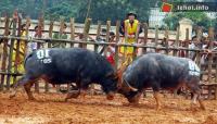 Ảnh Tưng bừng lễ hội chọi trâu Phù Ninh, Phú Thọ