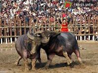 Ảnh Tưng bừng lễ hội chọi trâu xã Hải Lưu – Vĩnh Phúc năm 2012
