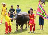 Ảnh Chung kết lễ hội chọi trâu Đồ Sơn 2011 tại Hải Phòng