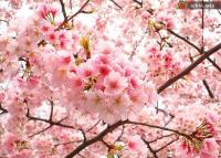 Ảnh Lễ hội hoa anh đào Nhật Bản