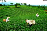 Ảnh Festival Trà Thái Nguyên - Việt Nam