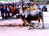 Ảnh Nhiều lễ hội độc đáo tại Phú Yên