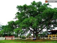 Ảnh Sắp diễn ra Lễ hội Cây đa làng Trù lần thứ 3 tại Nghệ An