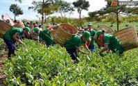 Ảnh Lễ hội văn hóa trà ở Lâm Đồng