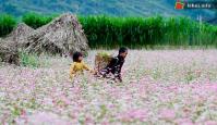 Ảnh Lễ hội hoa Tam giác mạch tại Hà Giang năm 2017