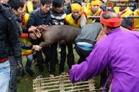 Ảnh Hội bắt lợn Ông Cầu tại Phú Thọ