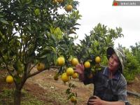 Ảnh Lễ hội Cam lần đầu tiên tại Nghệ An và Hà Tĩnh