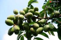 Ảnh Hội trám rụng tại Bắc Giang