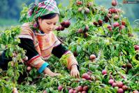 Ảnh Lễ Hội Hái Mận Mộc Châu ở Sơn La