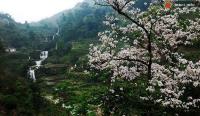 Ảnh Lễ hội Hoa Ban năm 2018 tại thành phố Điện Biên Phủ