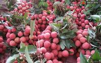 Ảnh Lễ hội vải thiều Thanh Hà tỉnh Hải Dương lần đầu tiên