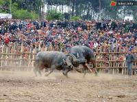 Ảnh Tưng bừng lễ hội chọi trâu Sơn La